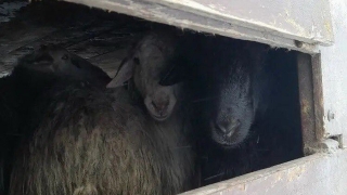 В Саратовской области задержаны три десятка баранов-нелегалов