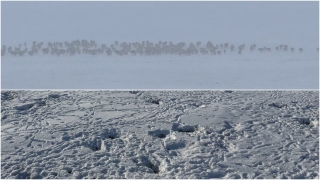 В Саратовскую область вновь пришли полчища сайгаков из Казахстана