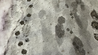 Саратовский февраль начнется мокрым снегом