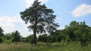 Страницы саратовской истории. Родина великого русского этнографа