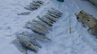 В отношении саратовских рыбаков-браконьеров возбудили четыре уголовных дела