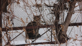 Саратовцам обещают морозную субботу