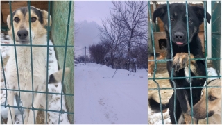 В Саратове из-за безалаберности коммунальщиков погибает более полутысячи собак