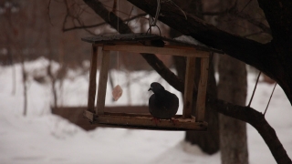 Начало календарной весны принесет саратовцам потепление
