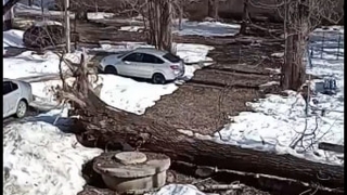 Саратовский шторм. Во дворе на Огородной три месяца не убирают упавшее дерево