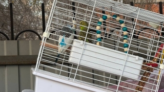 В центре Саратова на мусорку выбросили живых волнистых попугаев