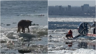 На льдине у саратовской набережной терпела бедствие одинокая собака