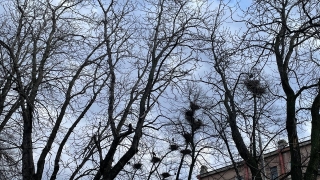 Праздничный день по-саратовски: облачно и прохладно