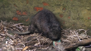 Саратовские волонтеры спасли бобра из трехметрового бетонного плена