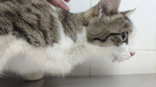 Саратовские ветврачи сняли кота Нолика с крючка