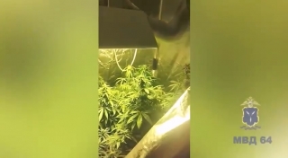 Саратовец вырастил на даче коноплю "для себя". Видео