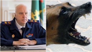 Нападение бездомной собаки на пенсионерку в Саратове. Глава СК требует доклад