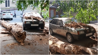 В Саратове дерево рухнуло на машину и чуть не задело людей