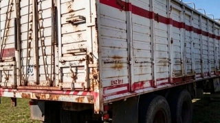 В Саратовской области задержаны две сотни баранов-нелегалов