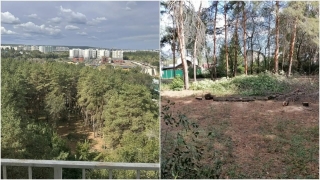 Саратовцы пожаловались на незаконную вырубку уникального соснового бора