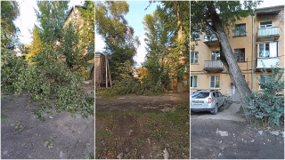 Жители Огородной опасаются за детей из-за падающих деревьев