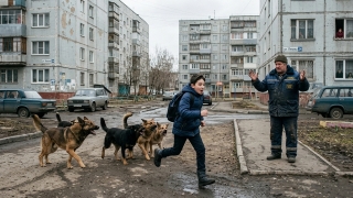 В Саратовской области планируют поймать свыше 12 тысяч одичавших животных