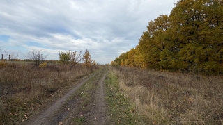 Саратовцев ждет теплая и сухая пятница