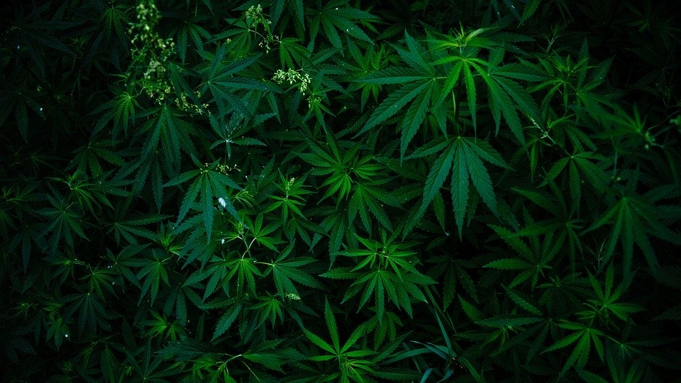 Саратовские полицейские искали велосипед и нашли в бане 6 кг конопли