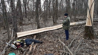 Во время спила сухостоя мужчину убило упавшее дерево