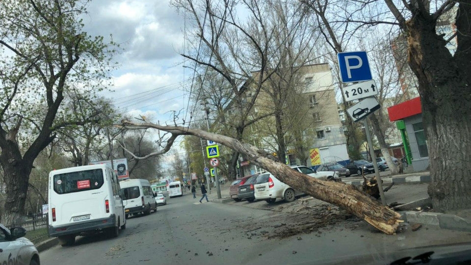Упавшее от сильного ветра дерево остановило троллейбусы на Астраханской