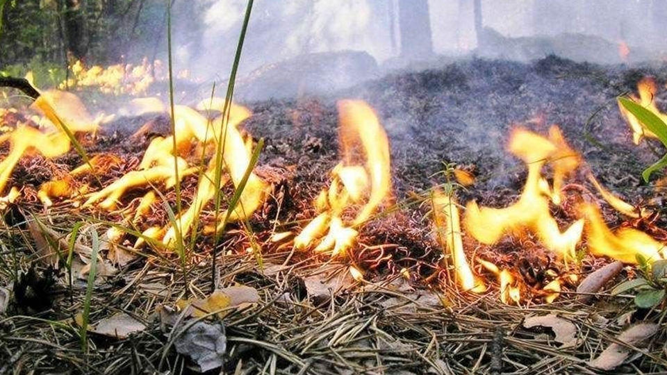 С понедельника саратовцам запретят заезжать в леса на машинах