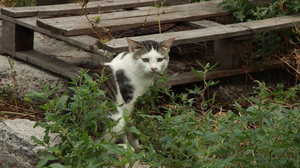 Саратовцев ждет прохладное воскресенье