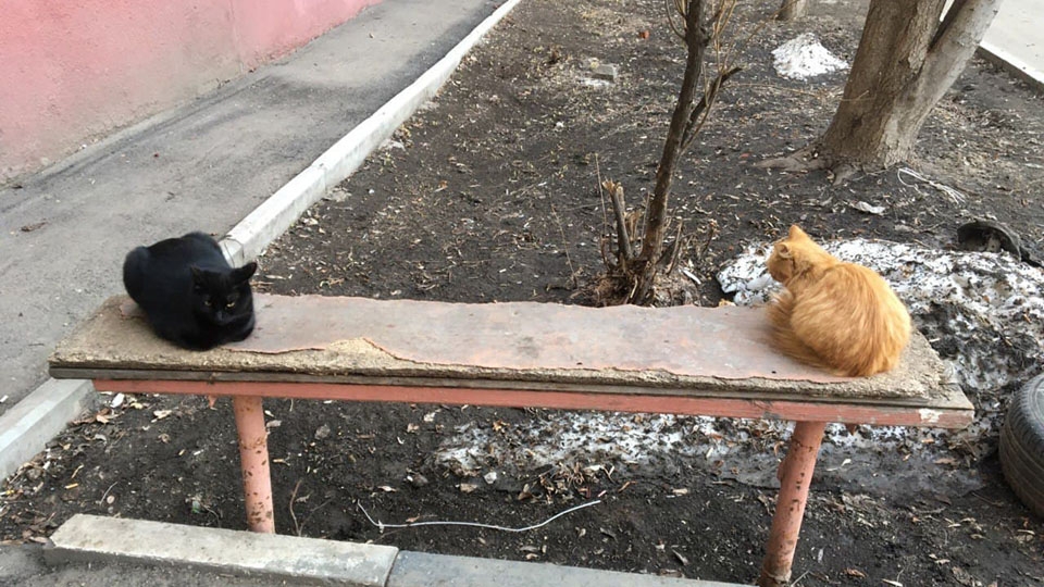 Синоптики обещают саратовцам теплый понедельник