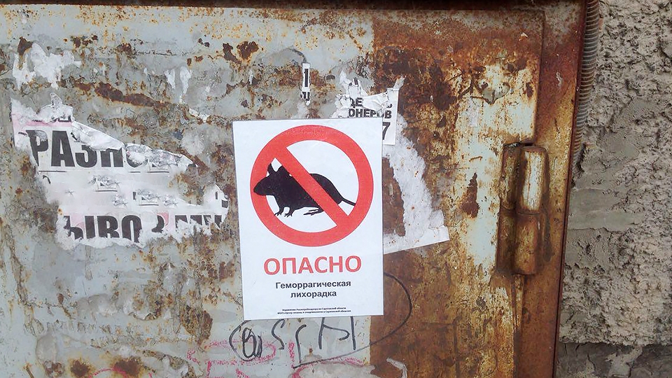 Дачный сезон. Саратовцам напоминают о мышиной лихорадке