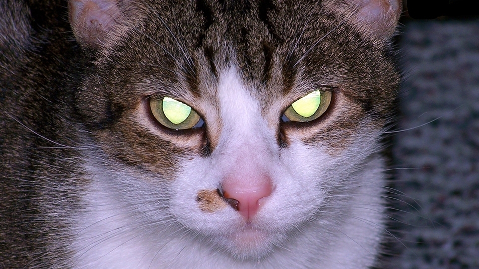Бешеная кошка отправила саратовское село на карантин