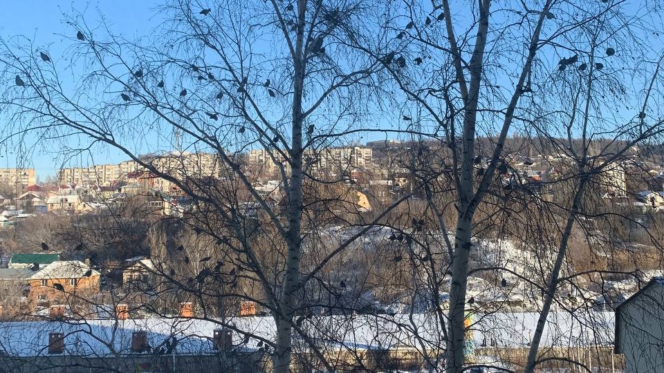 Саратовцам обещают облачный понедельник без осадков