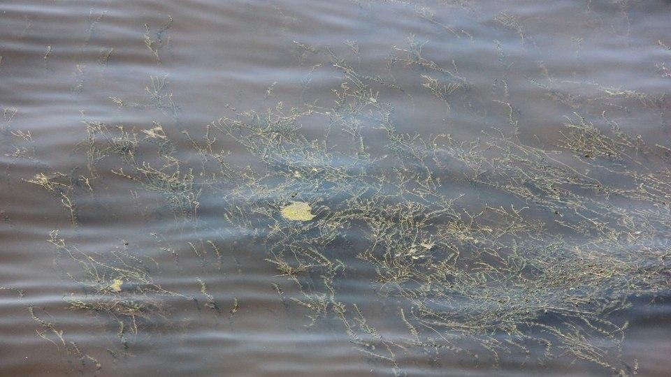 В саратовском пруду нашли неизвестного утопленника